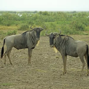 Gnubullen (Connochaetes taurinus) in Amboseli National Park