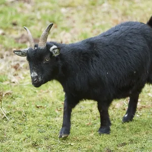 Goat (Capra hircus) on a meadow