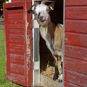 A goat looks curiously out of its stall