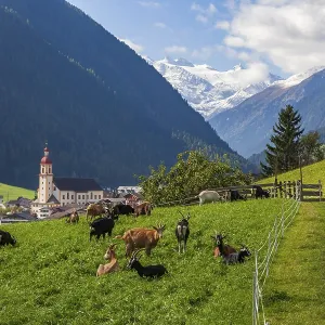 Goats graze on pasture, in the back mountains of the Stubai Glacier Goats graze on pasture, in the back mountains of the Stubai Glacier