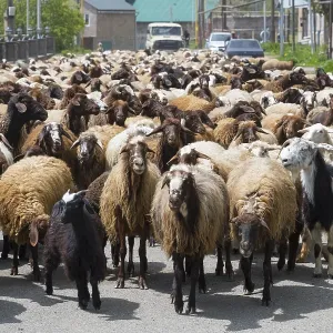 Many goats on a village road in a rural setting Many goats on a village road in a rural setting