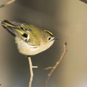 A goldcrest (Regulus regulus) balances elegantly on a thin branch in a quiet forest