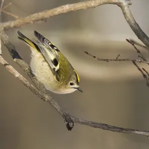 A goldcrest (Regulus regulus) balancing on a branch in a winter woodland