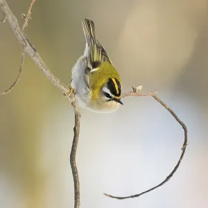 A goldcrest (Regulus regulus) on a bare branch with a blurred