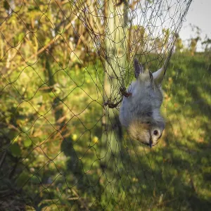 Goldcrest, Regulus regulus, bird trapped in net before ringing Goldcrest, Regulus regulus, bird trapped in net before ringing