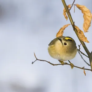 A goldcrest (Regulus regulus) on a thin branch with dry leaves in the background