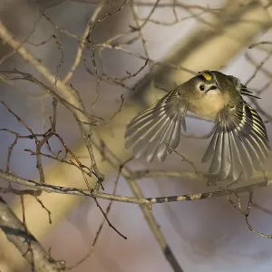 A goldcrest (Regulus regulus) flies among branches in a wintry forest landscape