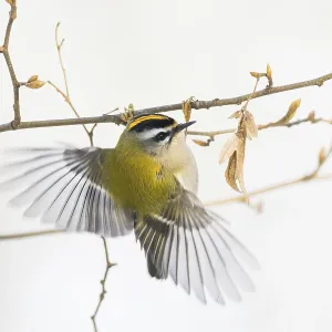 A goldcrest (Regulus regulus) in flight on a thin branch