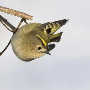 A goldcrest (Regulus regulus) hanging upside down on a branch against a light-coloured background