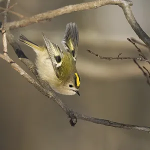 A goldcrest (Regulus regulus) jumping from a branch in a wintry landscape