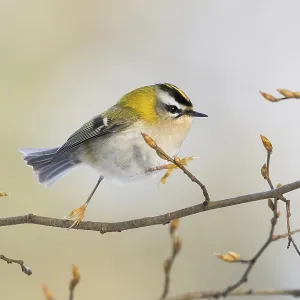 A goldcrest (Regulus regulus) moves on a filigree branch with fresh buds