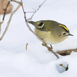 A goldcrest (Regulus regulus) moves in the snow and searches curiously for food in a wintry scene