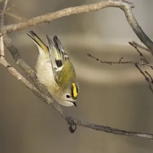 A goldcrest (Regulus regulus) shows acrobatic skills on a branch in a wintry environment