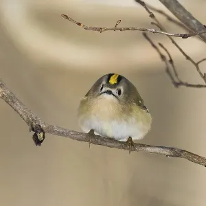 A goldcrest (Regulus regulus) sits curiously on a thin branch in a wintry landscape