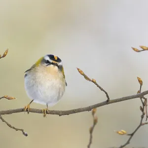 A goldcrest (Regulus regulus) sits on a delicate branch with fresh buds in a spring-like atmosphere