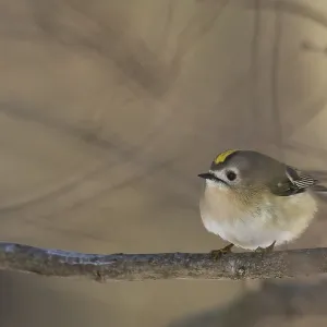 A goldcrest (Regulus regulus) sits quietly on a branch in a wintry atmosphere