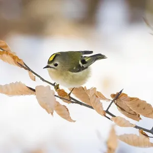 A goldcrest (Regulus regulus) sitting on a branch with dry leaves