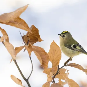 A goldcrest (Regulus regulus) sitting on a branch with dry leaves in winter
