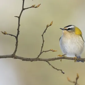 A goldcrest (Regulus regulus) sitting on a branch with fresh buds against a blurred background