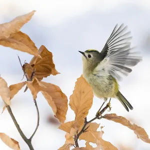 A goldcrest (Regulus regulus) taking off from a branch with dry leaves