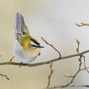A goldcrest (Regulus regulus) taking off from a branch with fresh buds