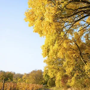 Golden Autumn forest landscape with big vibrant trees Golden Autumn forest landscape with big vibrant trees
