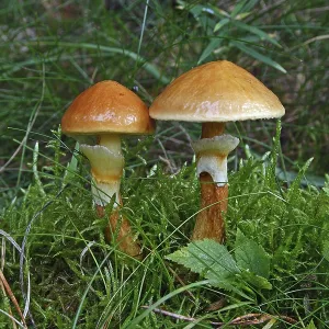 Golden Boletus (Suillus grevillei) Print Golden Boletus (Suillus grevillei) Print