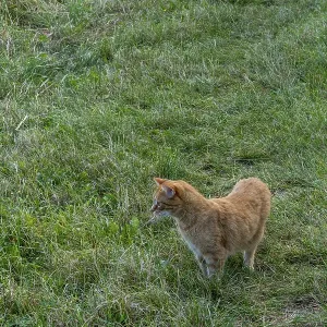 Golden-brown cat lurking in the meadow Golden-brown cat lurking in the meadow