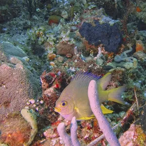 A Golden Damselfish among Corals and Sponges Print, Tulamben, Bali A Golden Damselfish among Corals and Sponges Print, Tulamben, Bali