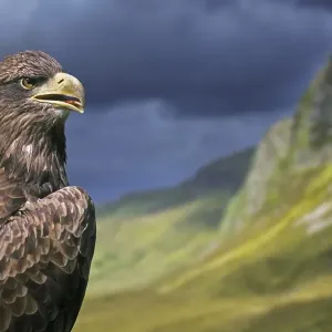 Golden eagle (Aquila chrysaetos) close-up portrait in the Scottish Highlands Golden eagle (Aquila chrysaetos) close-up portrait in the Scottish Highlands