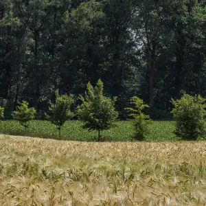 Golden grain opposite a dark forest Golden grain opposite a dark forest