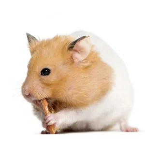 Golden Hamster eating in front of white background