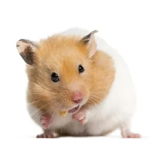 Golden Hamster feeding in front of white background