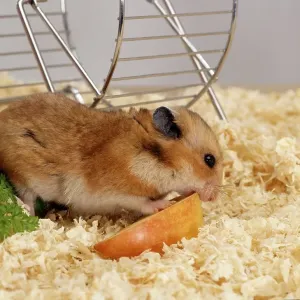 Golden Hamster (Mesocricetus auratus) eating piece of apple Golden Hamster (Mesocricetus auratus) eating piece of apple