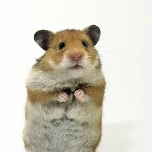 Golden hamster (Mesocricetus auratus) standing upright Golden hamster (Mesocricetus auratus) standing upright