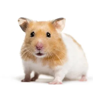 Golden Hamster in front of white background