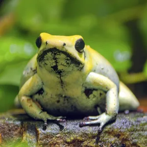 Golden poison frog (Phyllobates terribilis) Golden poison frog (Phyllobates terribilis)