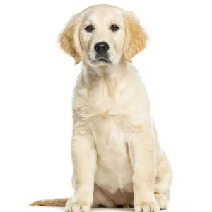 Golden Retriever, 3 months old