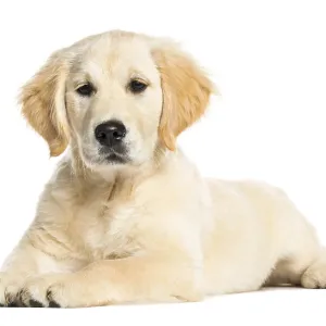 Golden Retriever, 3 months old