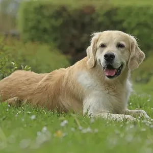 Golden Retriever Golden Retriever