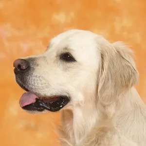 Golden Retriever Golden Retriever