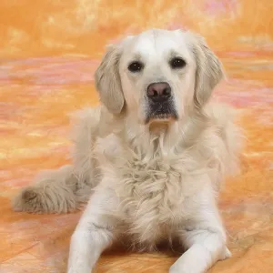 Golden Retriever Golden Retriever
