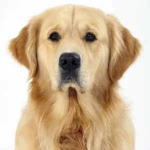 Golden Retriever Golden Retriever