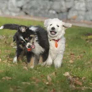 Golden Retriever and Australian Shepherd