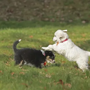 Golden Retriever and Australian Shepherd