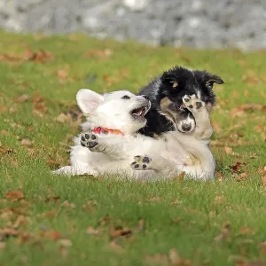 Golden Retriever and Australian Shepherd