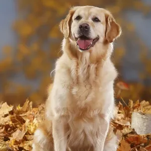 Golden Retriever in Autumn Foliage Print