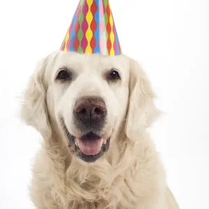 Golden Retriever with Party Hat Print Golden Retriever with Party Hat Print