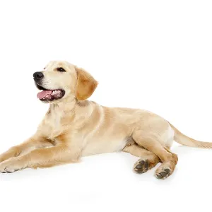 Golden retriever dog puppy isolated on white background Golden retriever dog puppy isolated on white background