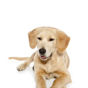 Golden retriever dog puppy isolated on white background Golden retriever dog puppy isolated on white background